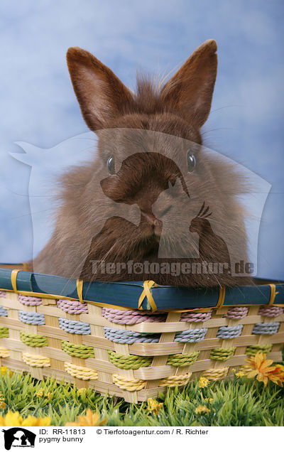 Lwenmhnenzwerg / pygmy bunny / RR-11813