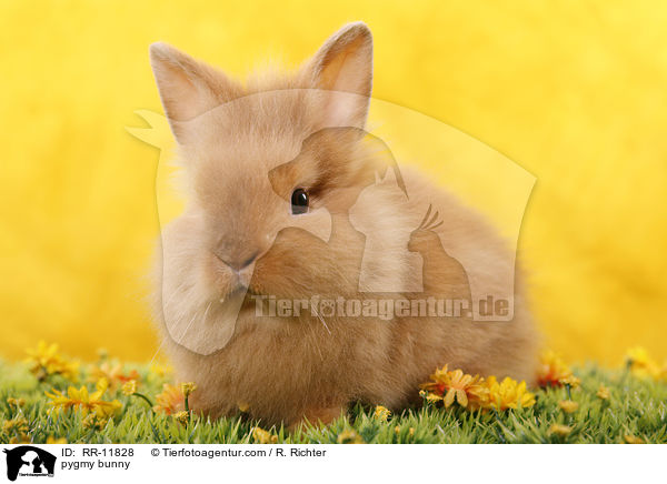 pygmy bunny / RR-11828