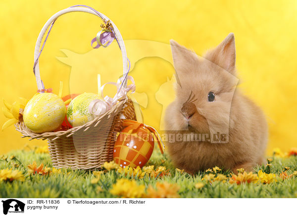 Lwenmhnenzwerg / pygmy bunny / RR-11836