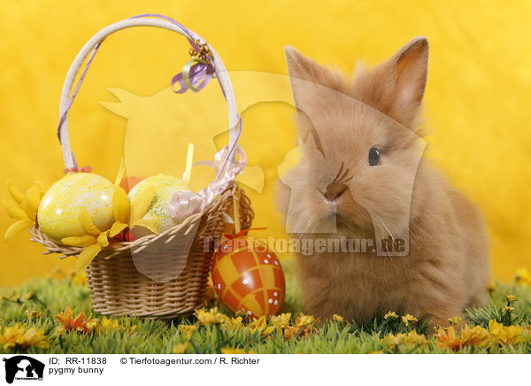 Lwenmhnenzwerg / pygmy bunny / RR-11838