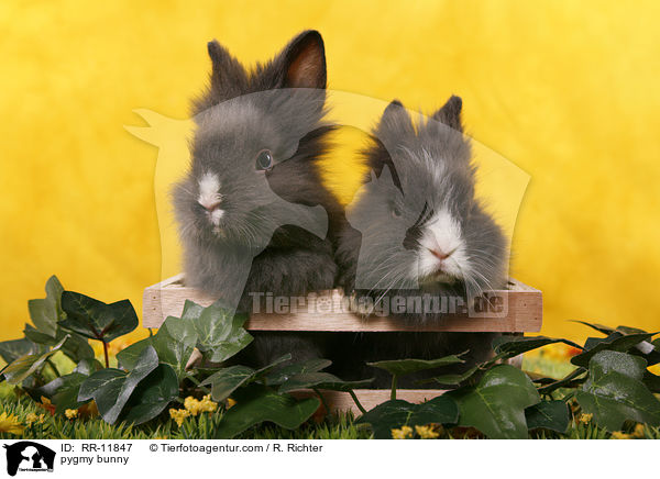 pygmy bunny / RR-11847