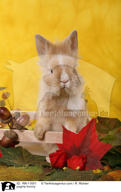 pygmy bunny / RR-11851
