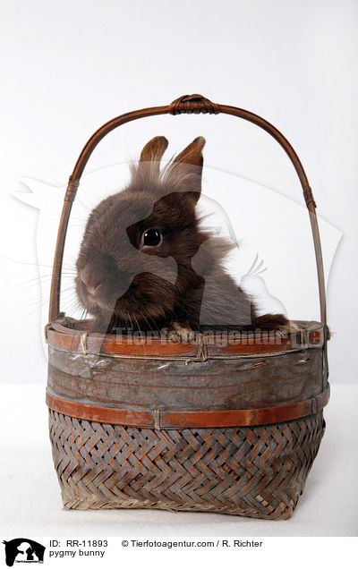 pygmy bunny / RR-11893