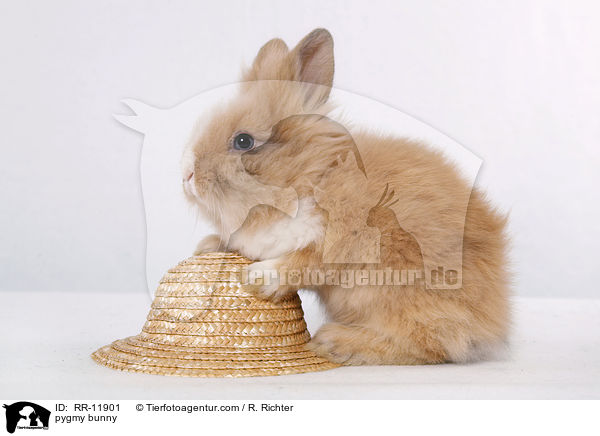Lwenmhnenzwerg / pygmy bunny / RR-11901