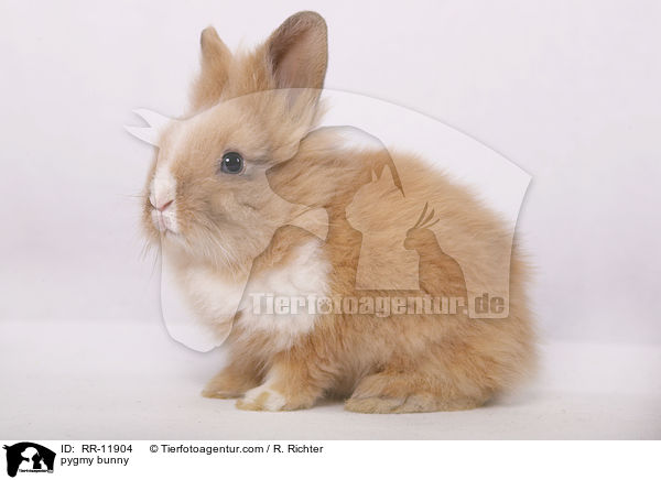 pygmy bunny / RR-11904