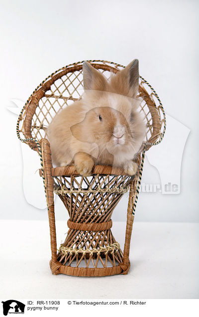 Lwenmhnenzwerg / pygmy bunny / RR-11908