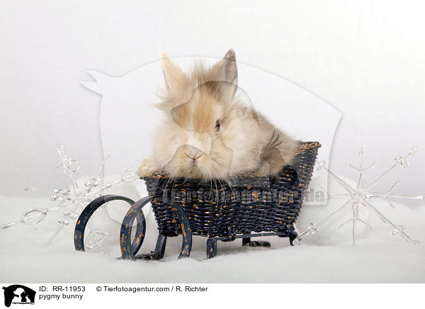 Lwenmhnenzwerg / pygmy bunny / RR-11953
