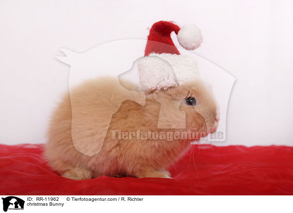 christmas Bunny / RR-11962
