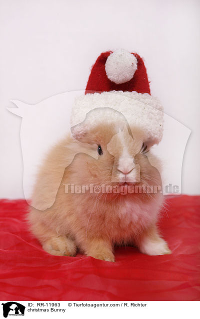 Weihnachtshase / christmas Bunny / RR-11963