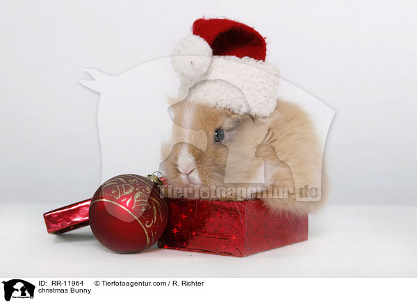 christmas Bunny / RR-11964