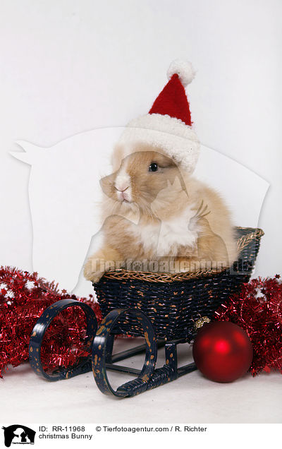 Weihnachtshase / christmas Bunny / RR-11968