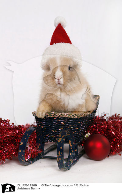 Weihnachtshase / christmas Bunny / RR-11969
