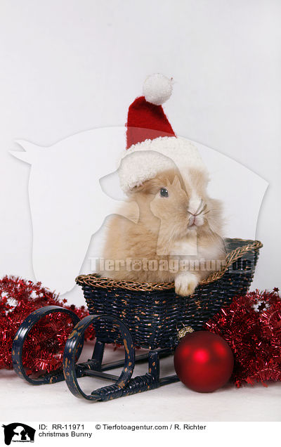 Weihnachtshase / christmas Bunny / RR-11971