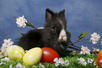 pygmy bunny