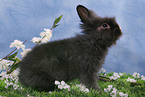pygmy bunny