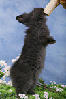 pygmy bunny