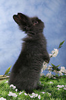 pygmy bunny