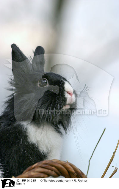 Lwenkpfchen / bunny / RR-01685