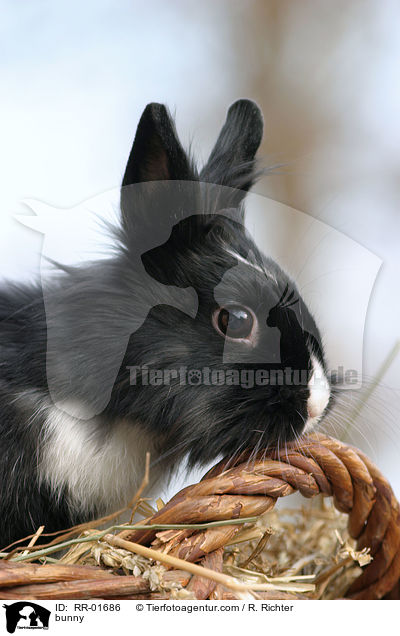 Löwenköpfchen / bunny / RR-01686