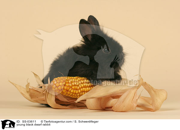 junges schwarzes Lwenkpfchen / young black dwarf rabbit / SS-03611