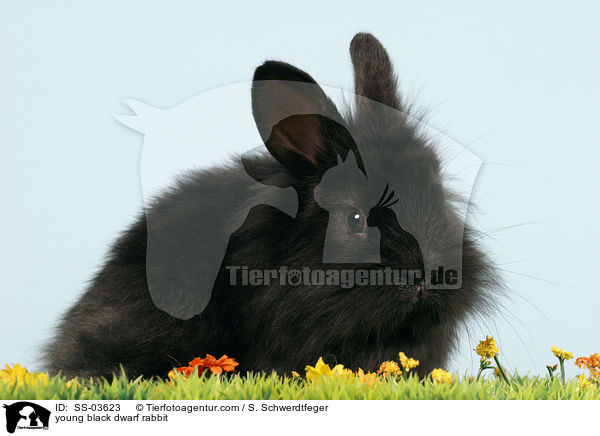 junges schwarzes Lwenkpfchen / young black dwarf rabbit / SS-03623