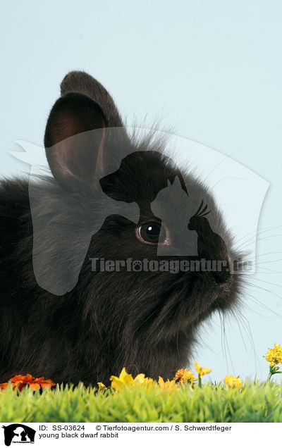 junges schwarzes Lwenkpfchen / young black dwarf rabbit / SS-03624