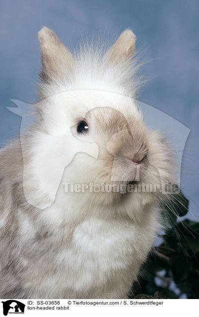 Lwenkpfchen / lion-headed rabbit / SS-03656