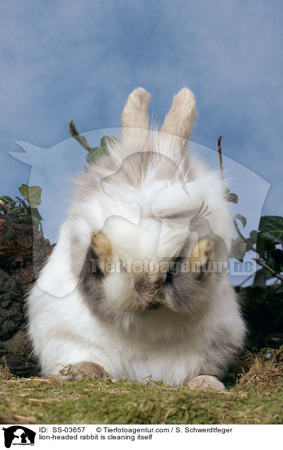 Lwenkpfchen putzt sich / lion-headed rabbit is cleaning itself / SS-03657