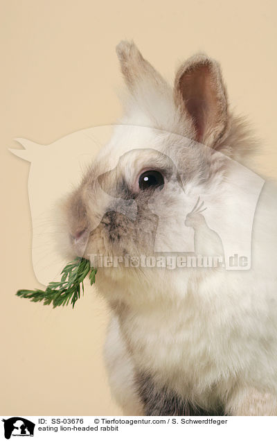 fressendes Lwenkpfchen / eating lion-headed rabbit / SS-03676