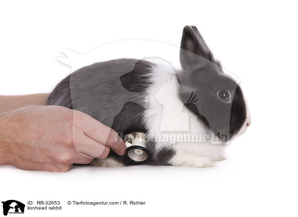 Lwenkpfchen / lionhead rabbit / RR-32653