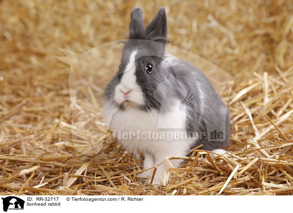 Lwenkpfchen / lionhead rabbit / RR-32717
