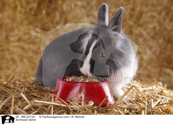 Lwenkpfchen / lionhead rabbit / RR-32734