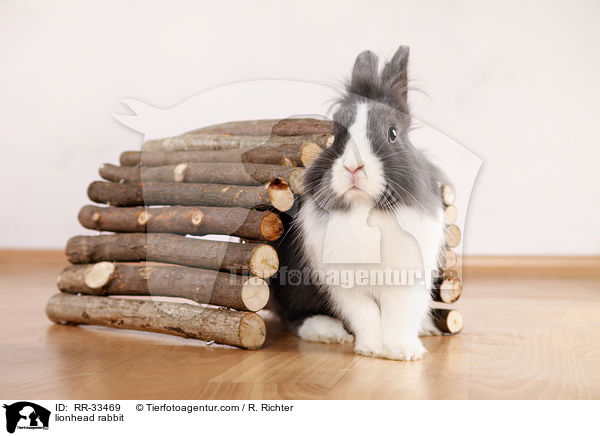 Lwenkpfchen / lionhead rabbit / RR-33469
