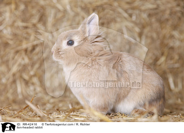 lion-headed rabbit / RR-42416