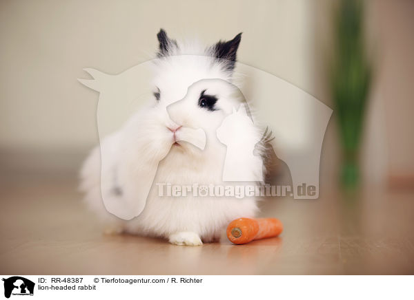 Lwenkpfchen / lion-headed rabbit / RR-48387