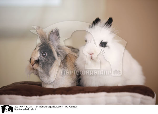 lion-headed rabbit / RR-48398