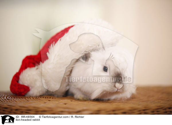 Lwenkpfchen / lion-headed rabbit / RR-48564