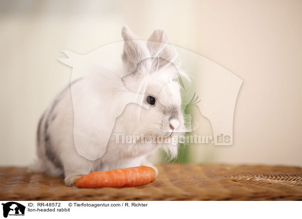 Lwenkpfchen / lion-headed rabbit / RR-48572