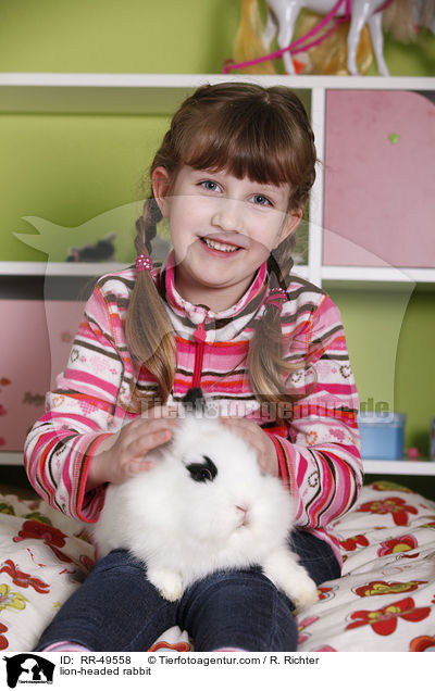 Lwenkpfchen / lion-headed rabbit / RR-49558