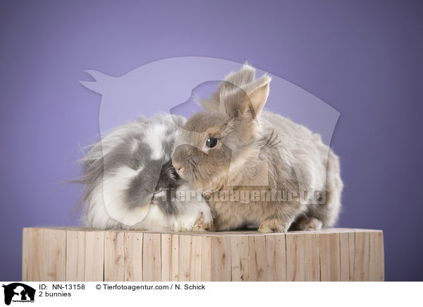 2 Kaninchen / 2 bunnies / NN-13158