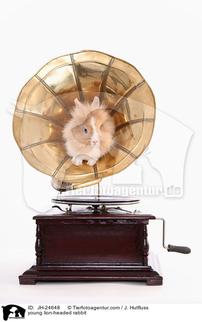 junges Lwenkpfchen / young lion-headed rabbit / JH-24648