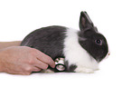 lionhead rabbit