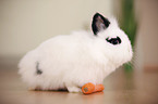 lion-headed rabbit