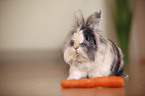 lion-headed rabbit