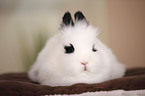 lion-headed rabbit