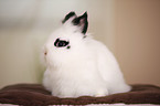 lion-headed rabbit