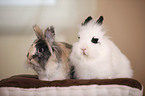 lion-headed rabbit