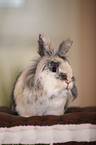 lion-headed rabbit