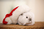 lion-headed rabbit