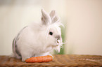 lion-headed rabbit